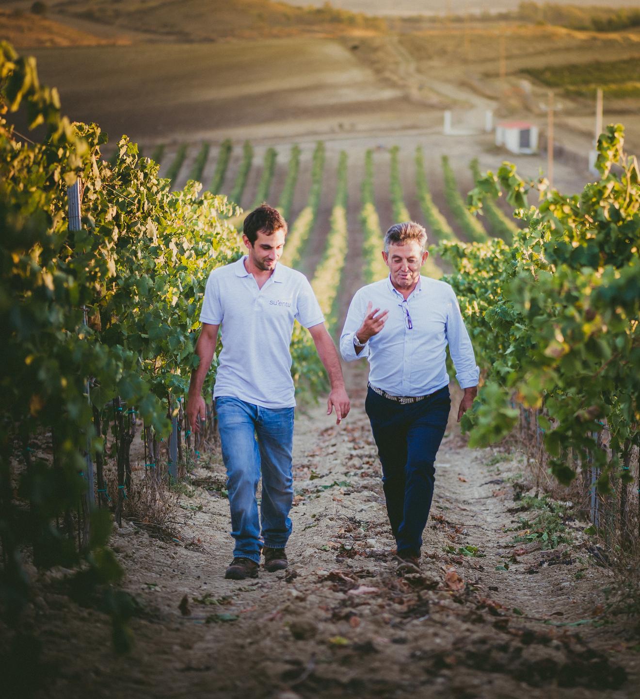 Vigneti e paesaggio: premiate le colline della cantina Su’Entu