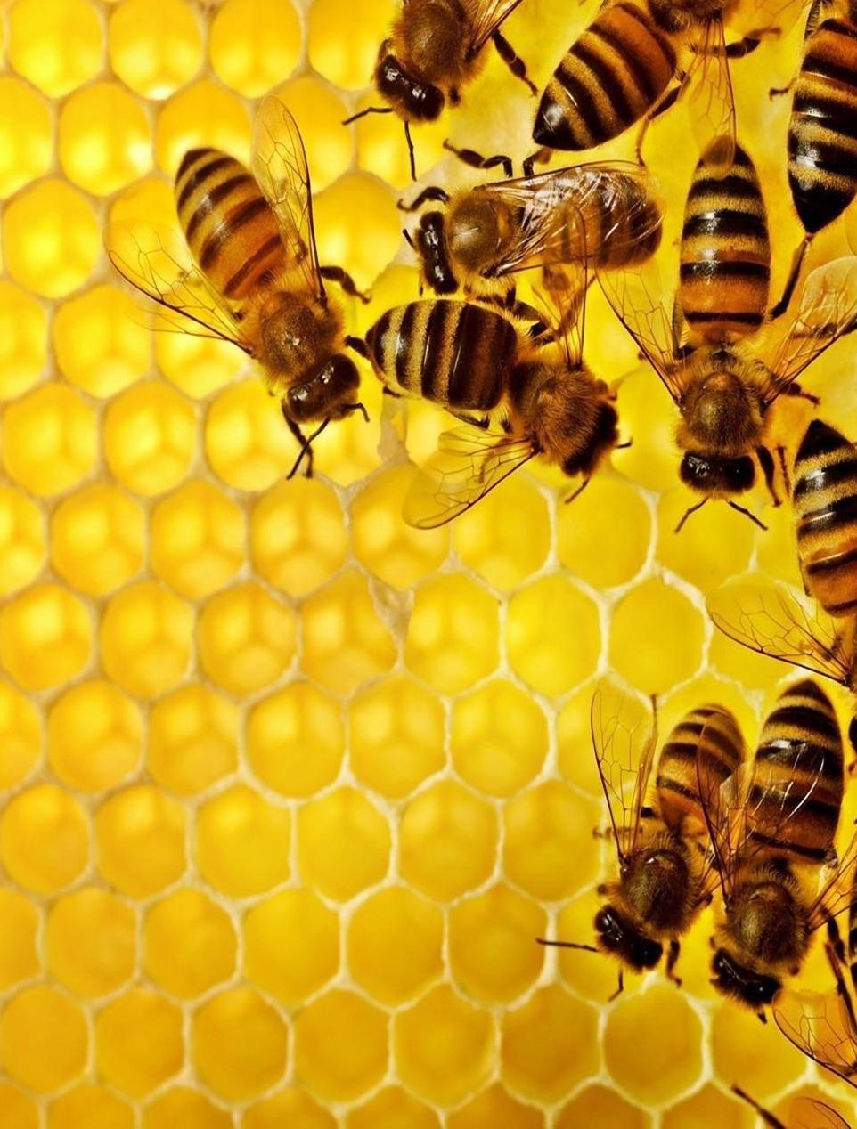 La videosorveglianza nell’alveare mette al sicuro l’ape regina 