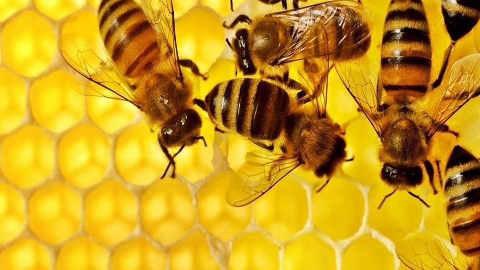 La videosorveglianza nell’alveare mette al sicuro l’ape regina 