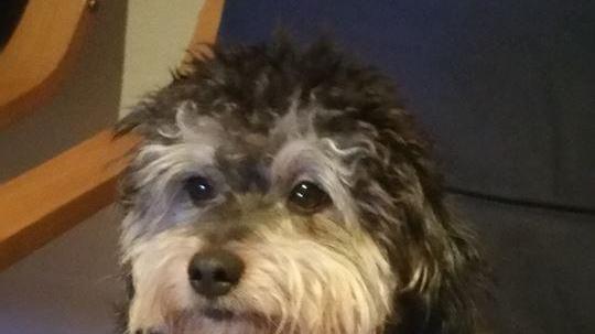 Il cane Rudy che ha dato l'allarme