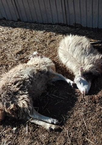 Branco di predatori fa strage nel gregge Ventisei capi uccisi 