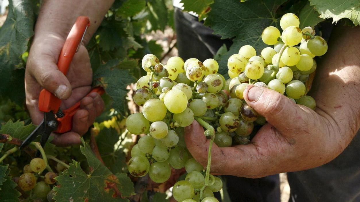 Vinitaly, la Vernaccia di Carta trionfa nella 5Stars Wines 