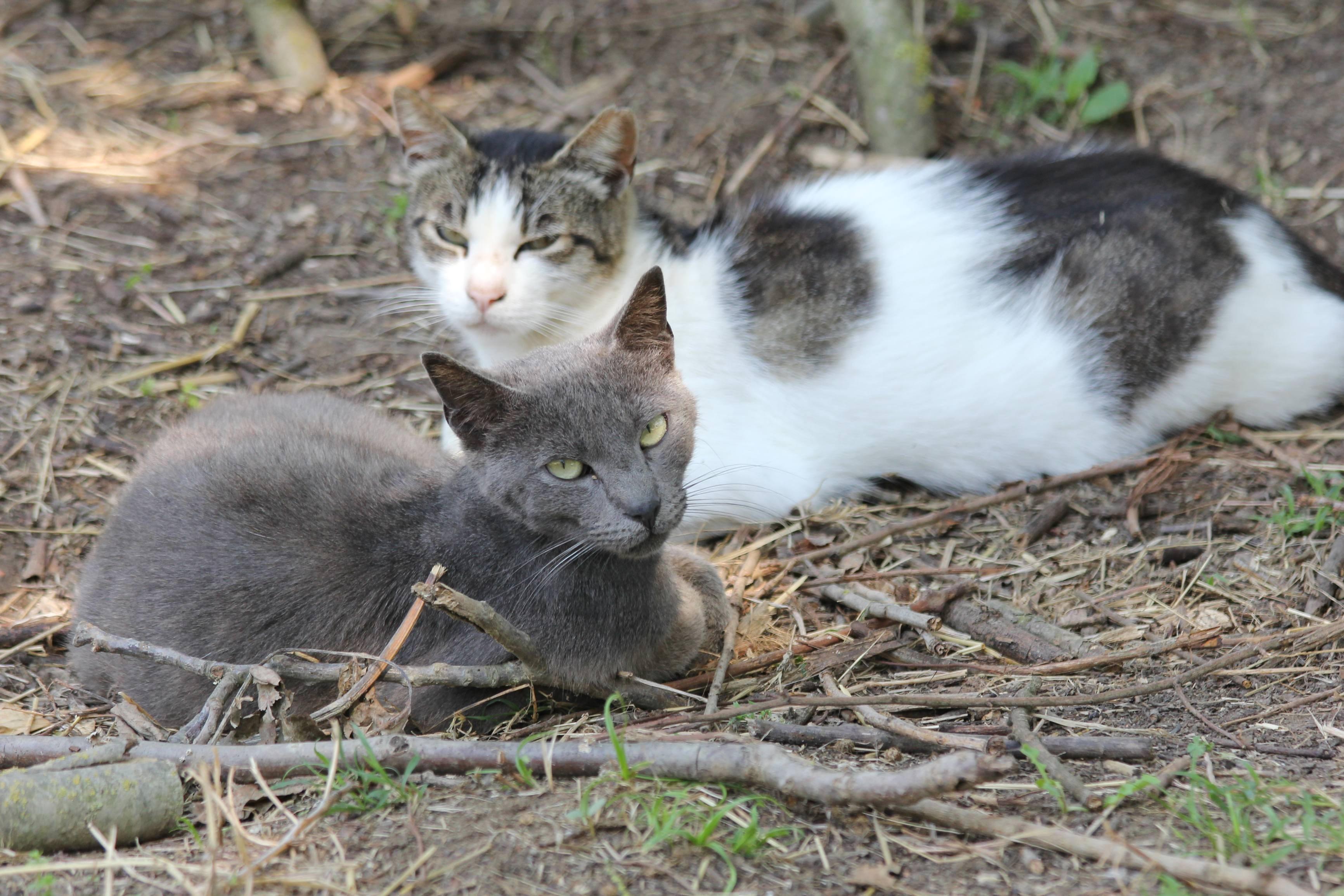 Due gatti ospiti del gattile La Bogaia