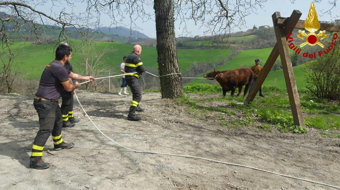 Fugge un altro toro diretto al macello, corrida per catturarlo 