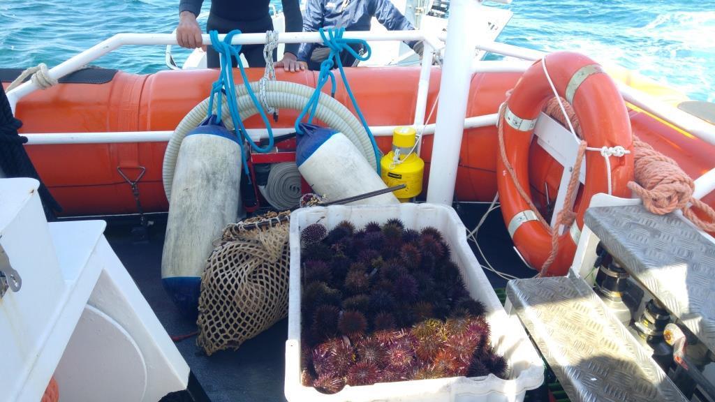 Pescava ricci a Carloforte, nei guai un sub di Quartu