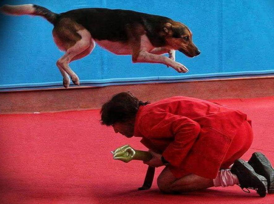 Lo spettacolo dei cani ballerini 