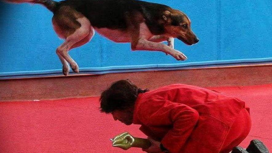 Lo spettacolo dei cani ballerini