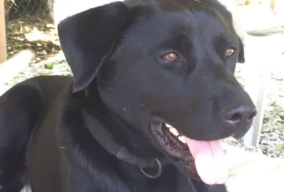 Trovato dopo 8 giorni il cane fuggito dall’auto dopo un incidente 