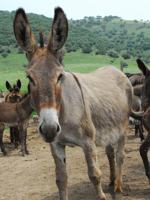 Mamoiada, litigano per un asino e finiscono a processo 