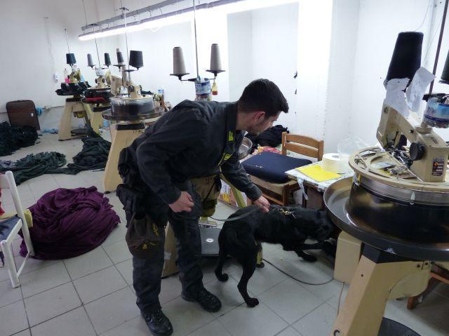 Il cane annusa-denaro della Guardia di Finanza 