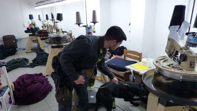 Il cane annusa-denaro della Guardia di Finanza
