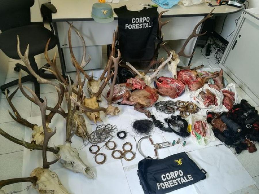 Corna e teschi di cervi uccisi e lacci e trappole recuperati dal Corpo Forestale