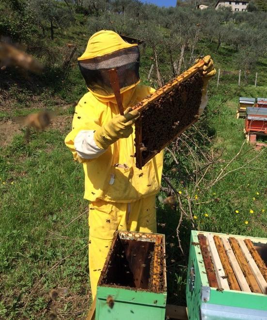 Ancora furti di alveari I ladri non si fermano 