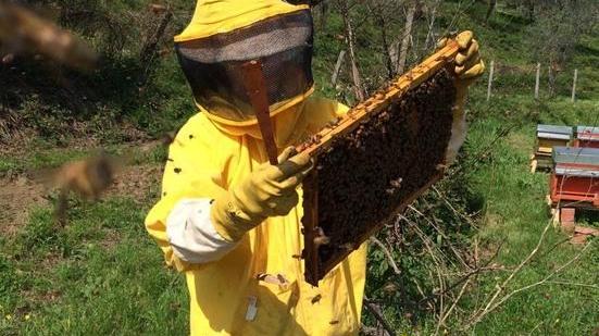 Ancora furti di alveari I ladri non si fermano
