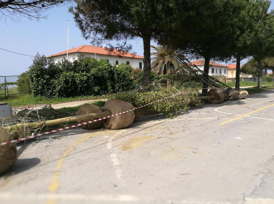 Nuovi platani in via Carducci 