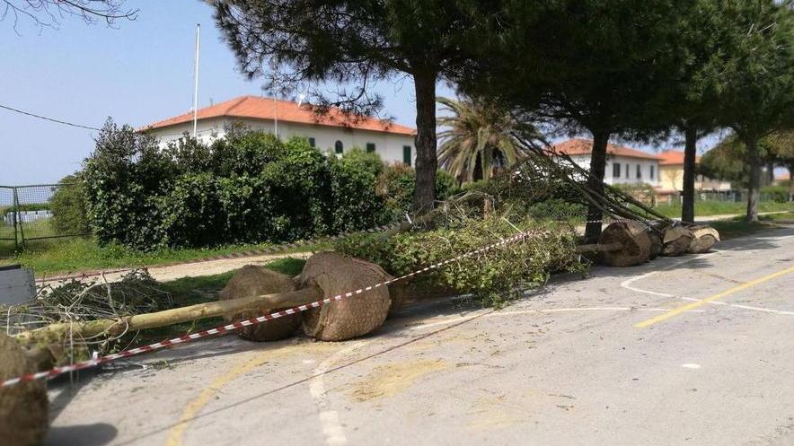 Nuovi platani in via Carducci