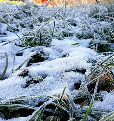 Danni all’agricoltura per le gelate di marzo Chiesto alla Regione lo stato di calamità 