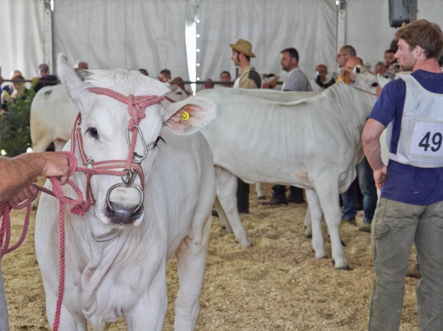 Fiera del Madonnino Arrivano 330 espositori 