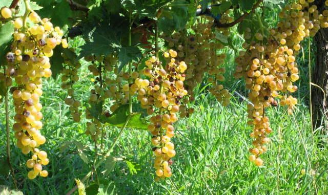 Malvasia e muffa, unione vincente 