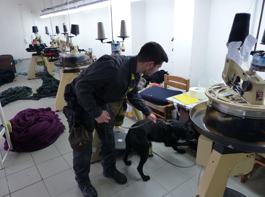 La Finanza impiega i cani fiuta soldi 