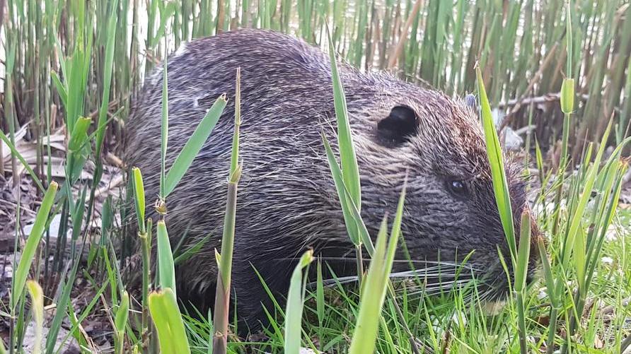 A Modena Park il re ora è una nutria