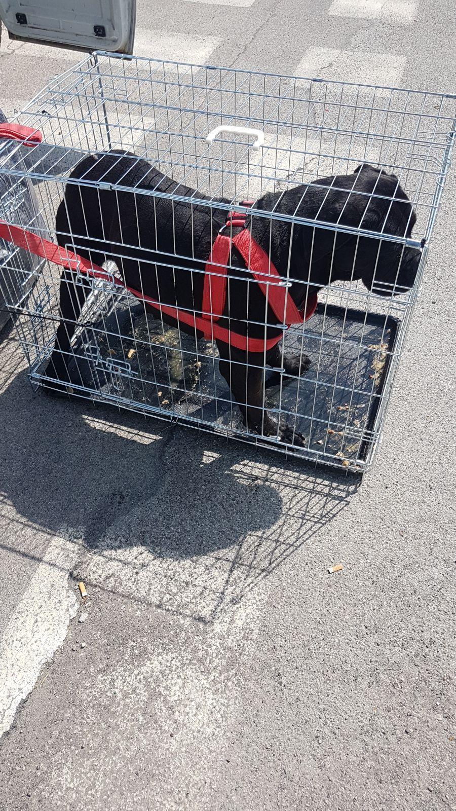 Chiuso in gabbia su un furgone senza acqua né cibo, boxer salvato dalla Municipale