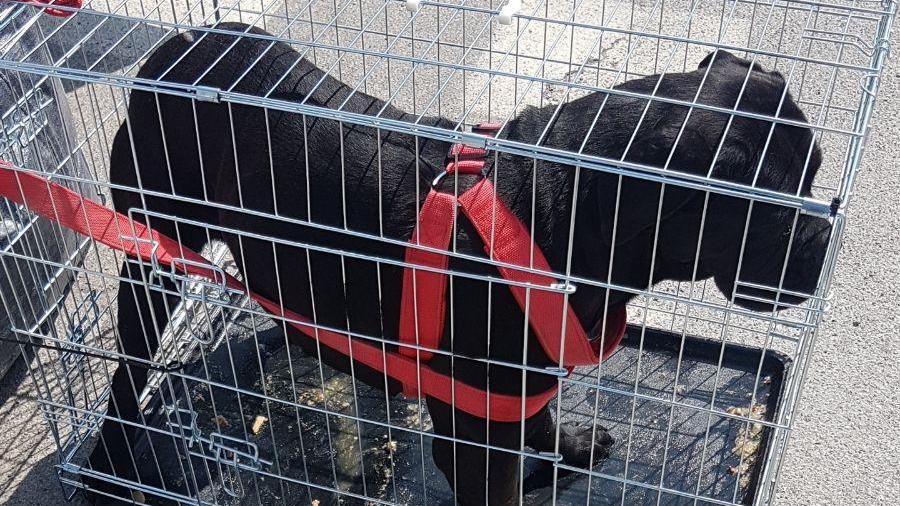 Chiuso in gabbia su un furgone senza acqua né cibo, boxer salvato dalla Municipale