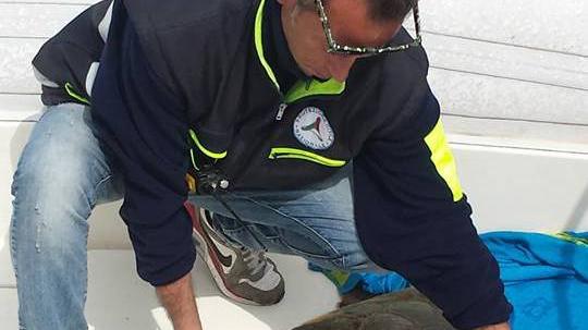 Due tartarughe ferite salvate in mare