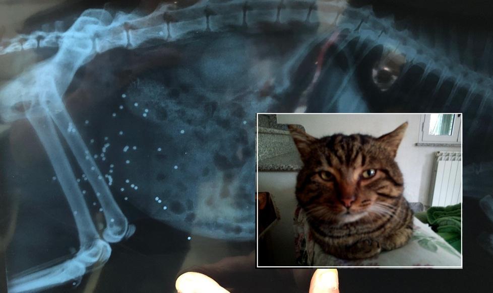 «Hanno sparato al mio gatto Silvestro»