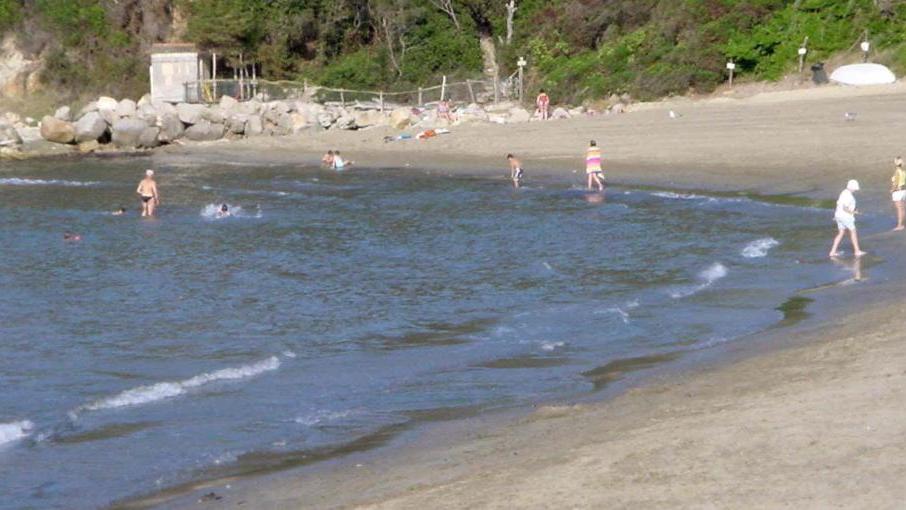 Spartaia invasa dalla posidonia