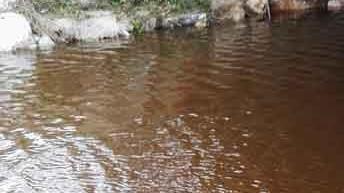 Acqua rossa nel Corniaccia Scoperta un’alga tossica