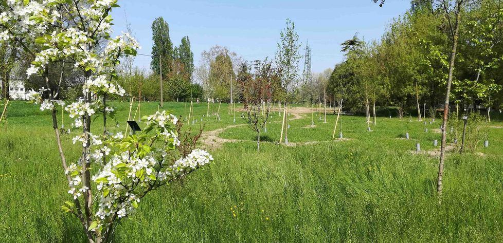 Il Bosco Abbado si allarga con 152 piante del Rotary 