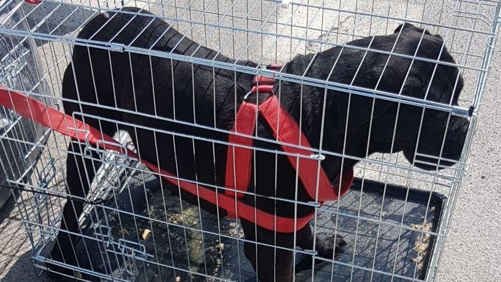 Senz’acqua nè cibo nascosto sul furgone Salvato un cane
