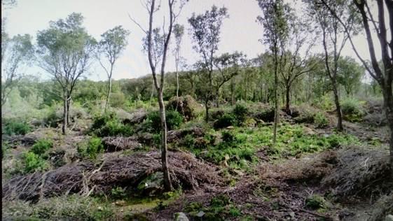 Ambientalisti: allarme nella foresta del Marganai, di nuovo si tagliano gli alberi 
