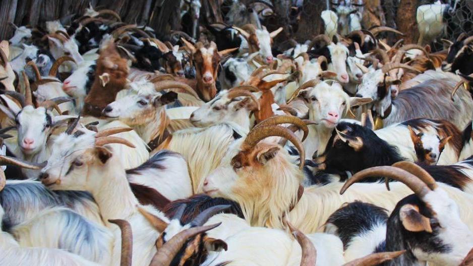 La capra di Baunei unisce gli allevatori
