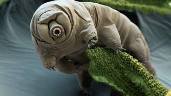 Un tardigrado (è un invertebrato) in stato di disidratazione 