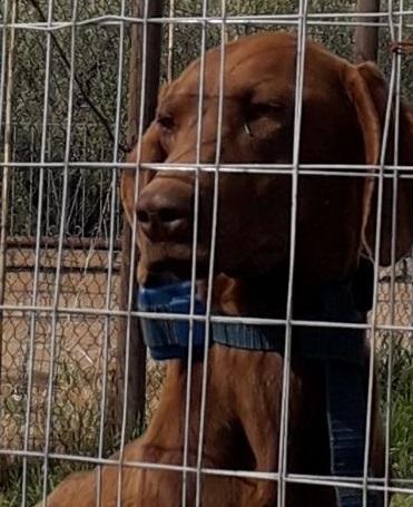 Il cane con il collare elettrico