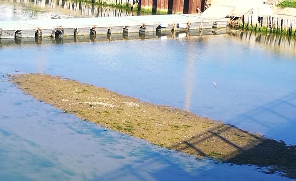 Banco di sabbia nel fiume Il Comitato: è un pericolo 