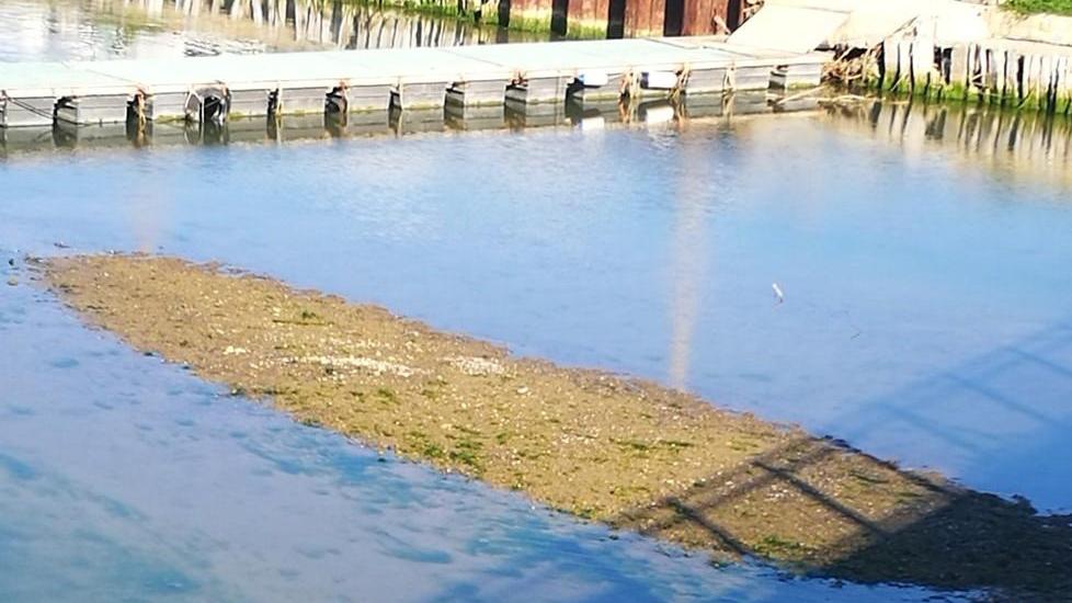 Banco di sabbia nel fiume Il Comitato: è un pericolo