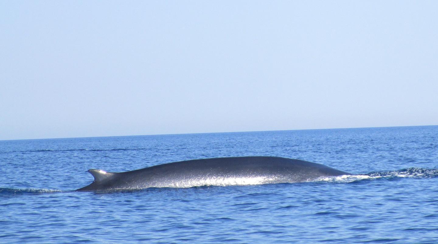 Tre balene nelle acque di Posada 