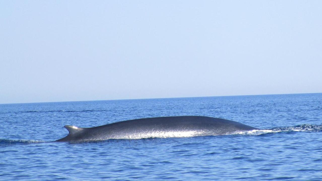 Tre balene nelle acque di Posada 