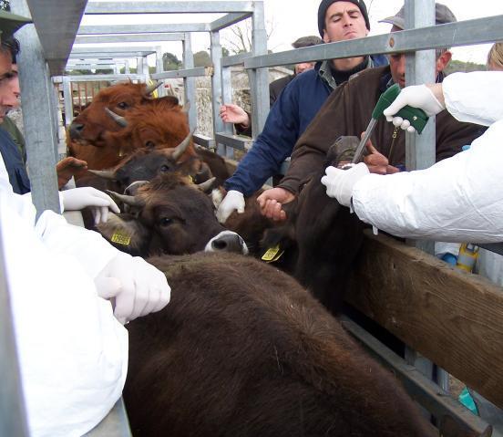 I veterinari non ci stanno: «I prezzi restano bassi» 