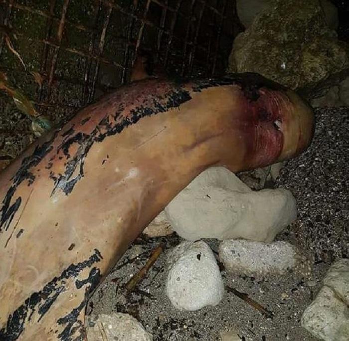 Platamona, un cetaceo si arena in un tunnel di scarico 
