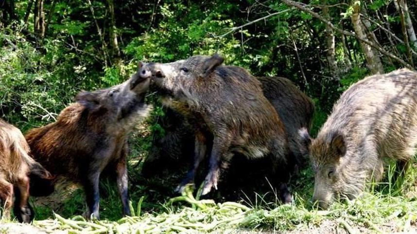 Ungulati causa di incidenti: spiragli per i risarcimenti