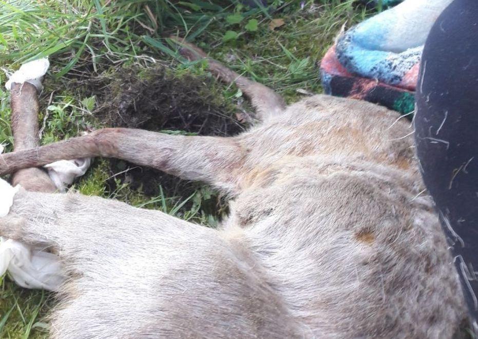 La polstrada salva il capriolo caduto sulla provinciale