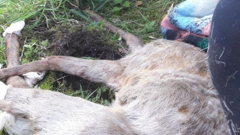 La polstrada salva il capriolo caduto sulla provinciale