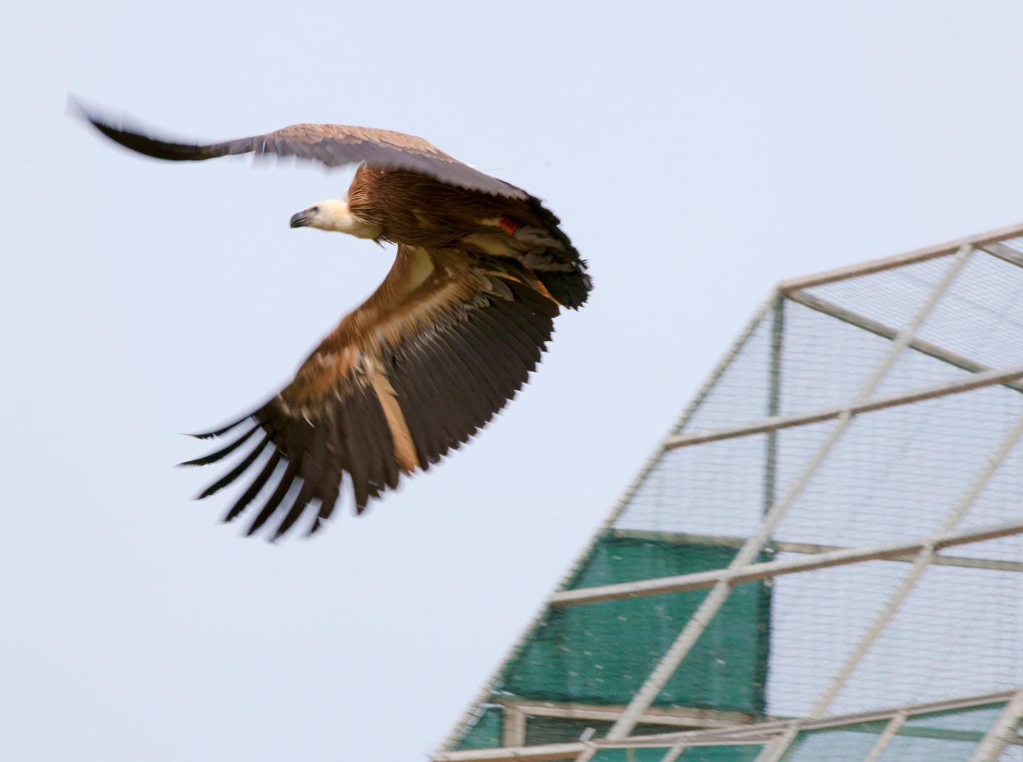 I nuovi grifoni monitorati con i radiocollari 