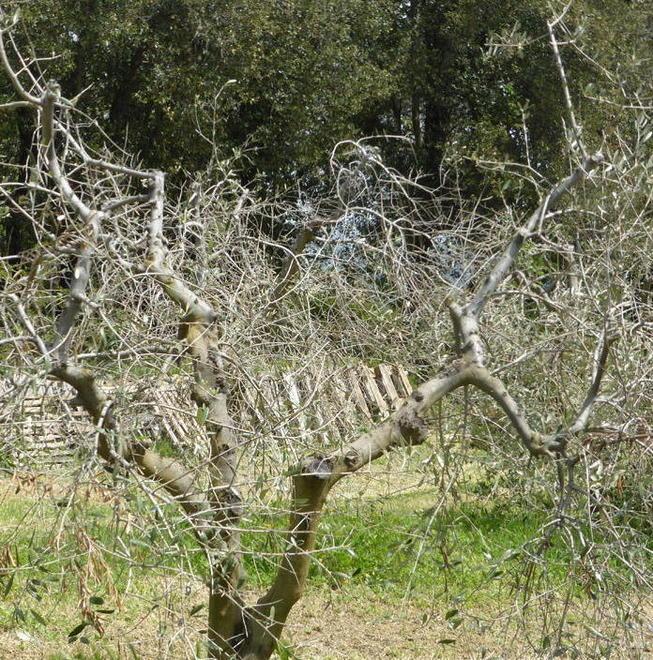 Ulivi ko, si vedono ora i guasti di Burian 