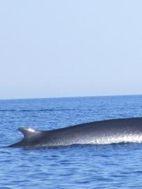 Due balene a spasso nel Golfo 