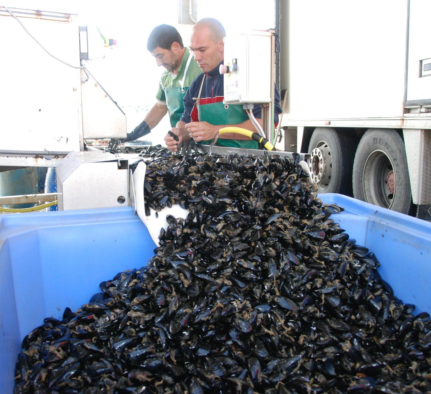 Avanzano le cozze più 20 per cento nell’ultimo anno 